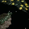 Arazzo Florae Incantata a tre pannelli in velluto nero