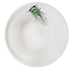 Ciotola policroma Locusta Insecta