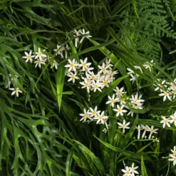 Composizione verde verticale per esterni Meleda