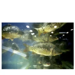 Dimensioni del pesce Stampa fotografica