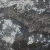 Dipinto Animale
