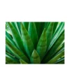 Fotografia di agave