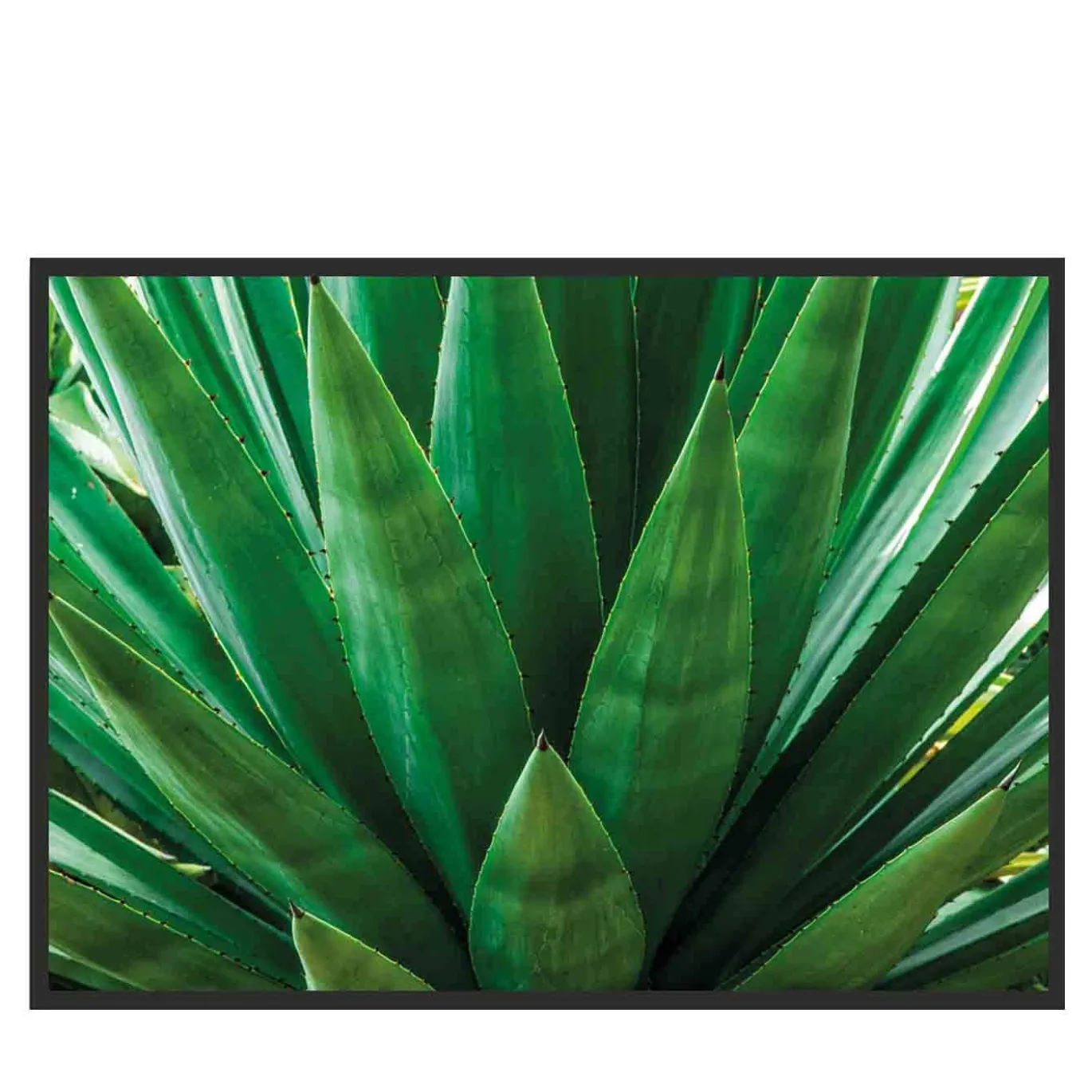 Fotografia di agave