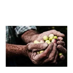 La Raccolta delle Olive Fotografia