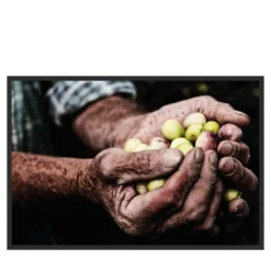 La Raccolta delle Olive Fotografia
