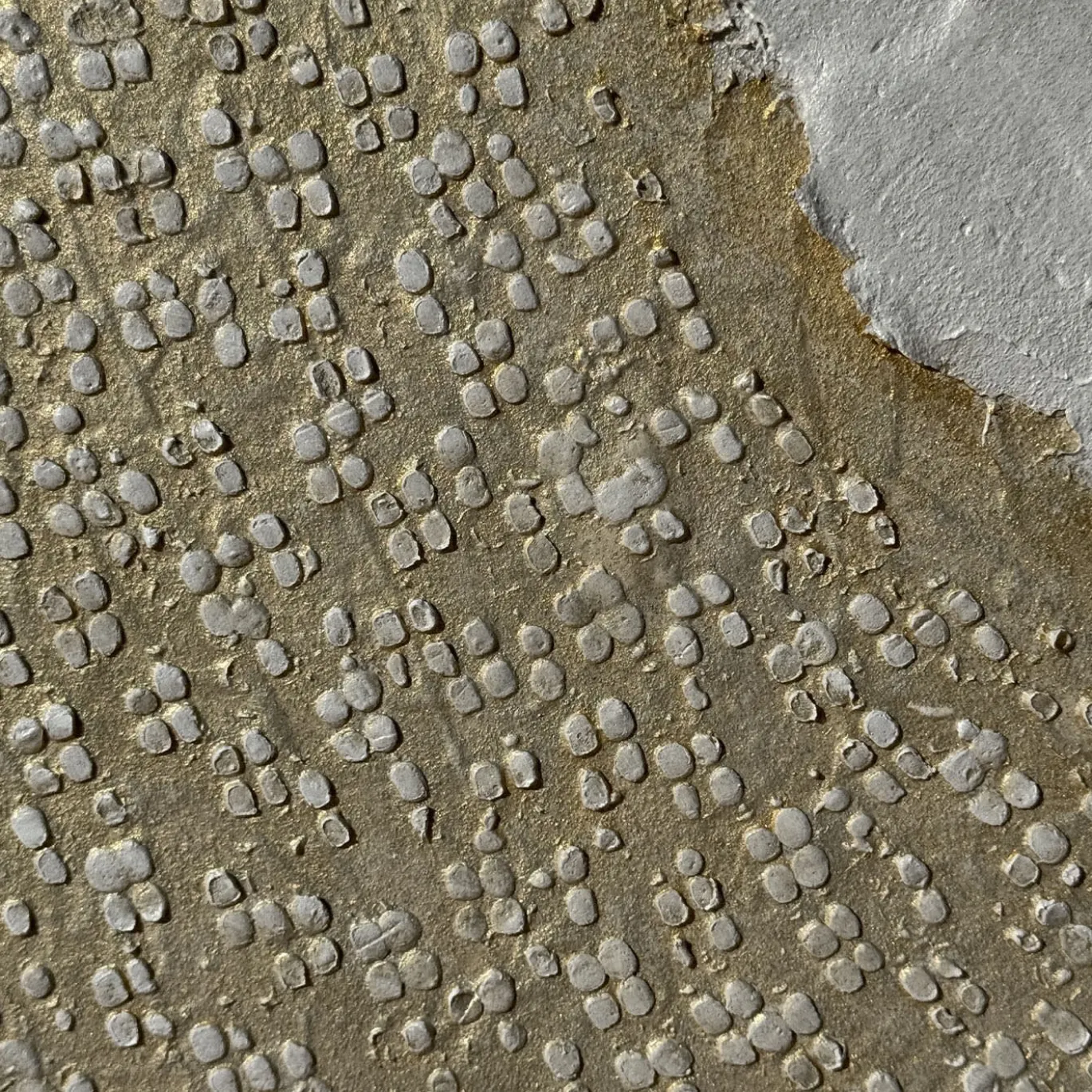 Pannello "Favia Favus