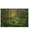 Patriarca della foresta Stampa fotografica