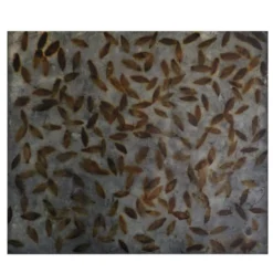 Pittura Foglie