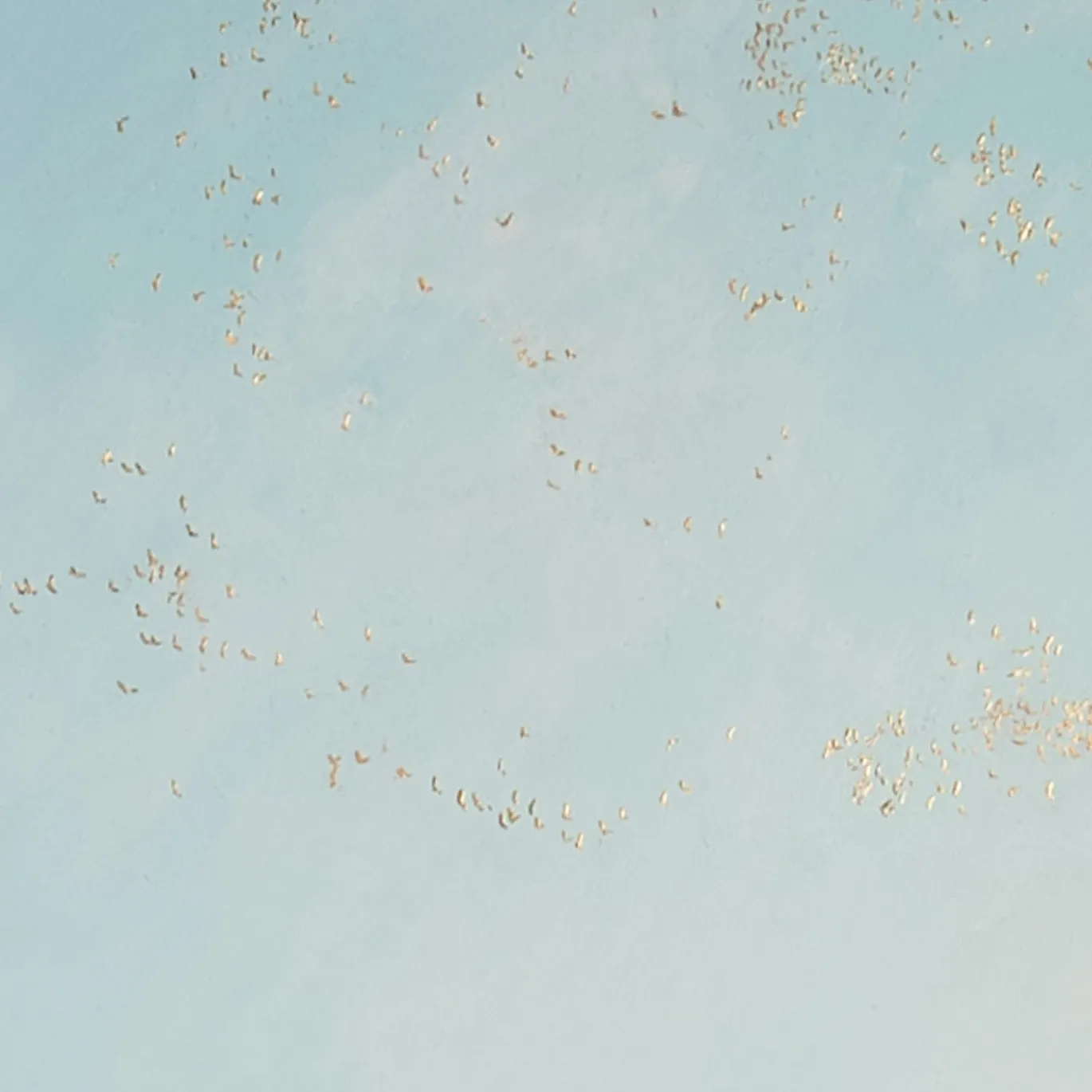 Pittura Raising Hope
