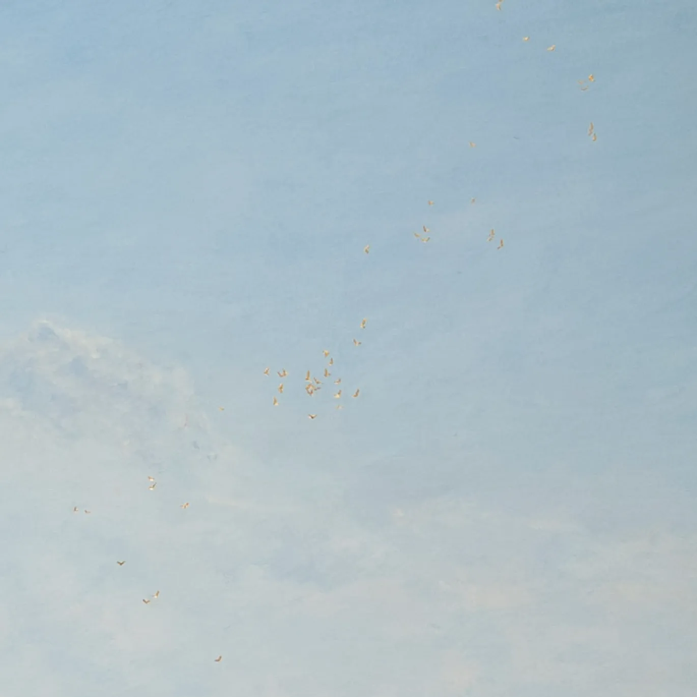 Pittura Raising Hope