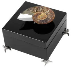 Scatola nera con ammonite