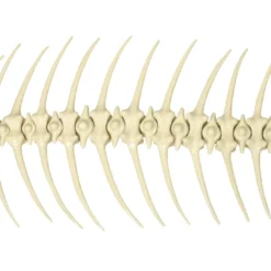 Scultura Fishbone in Ceramica Bianca