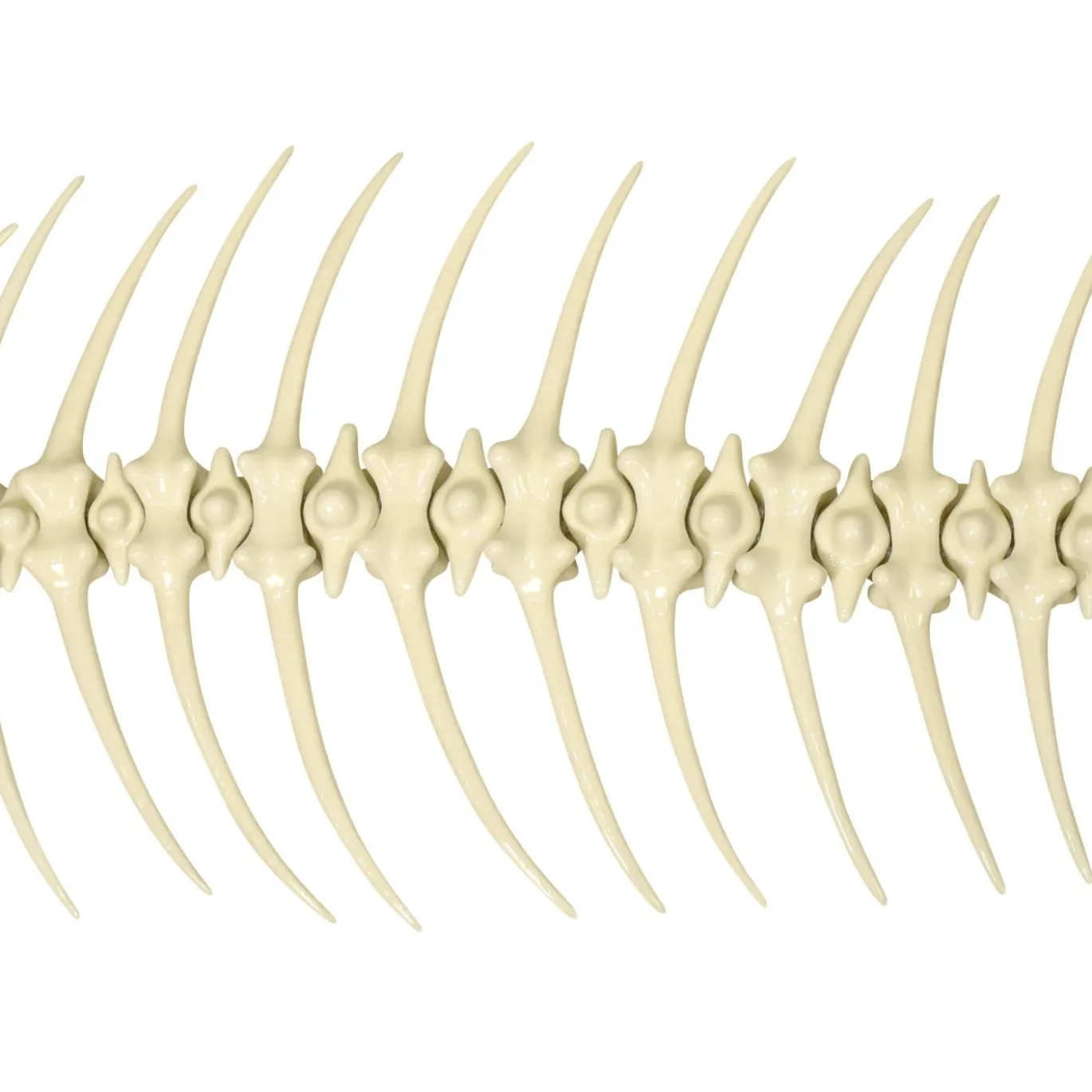 Scultura Fishbone in Ceramica Bianca