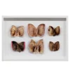 Stampa a Getto su Carta Moths and Butterflies di Chiara Lecca #2