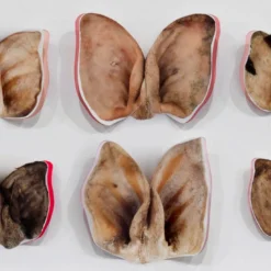Stampa a Getto su Carta Moths and Butterflies di Chiara Lecca #2
