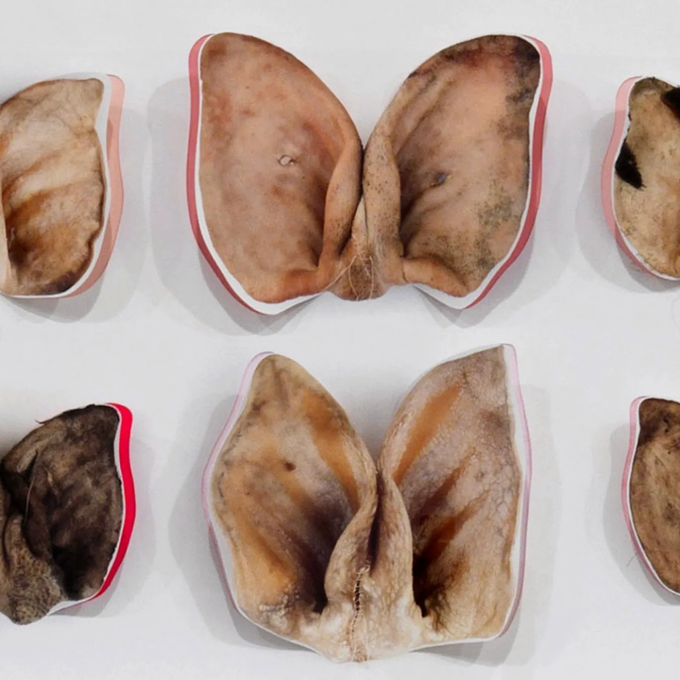Stampa a Getto su Carta Moths and Butterflies di Chiara Lecca #2