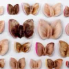 Stampa a Getto su Carta Moths and Butterflies di Chiara Lecca
