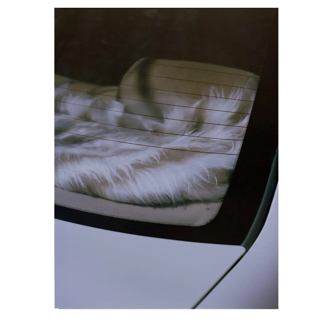 Stampa fotografica Interno Auto