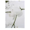 Stampa fotografica Neve