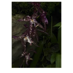 Stampa fotografica Tre Orchidee Viola